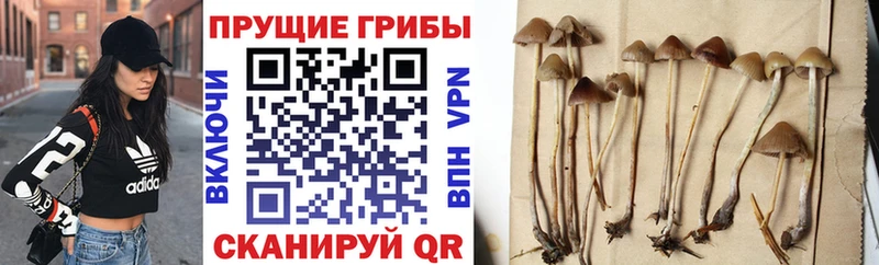 Псилоцибиновые грибы GOLDEN TEACHER  Купить  Струнино 